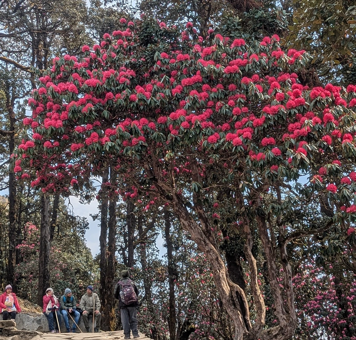 Chandrashila Trek in Summer – Spring Blooming Himalayan Escape for Gujarat Travelers