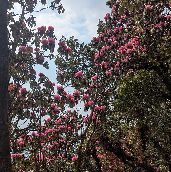 Best Spring Bloom Treks in India for Gujarat Trekkers (Rhododendron Season Guide)