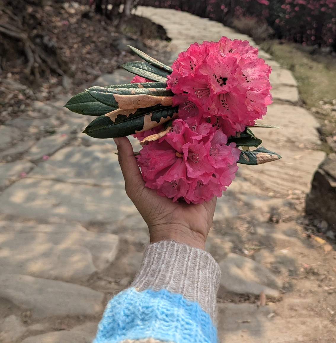 10 Best Spring Treks in India That Gujarat Trekkers Should Not Miss