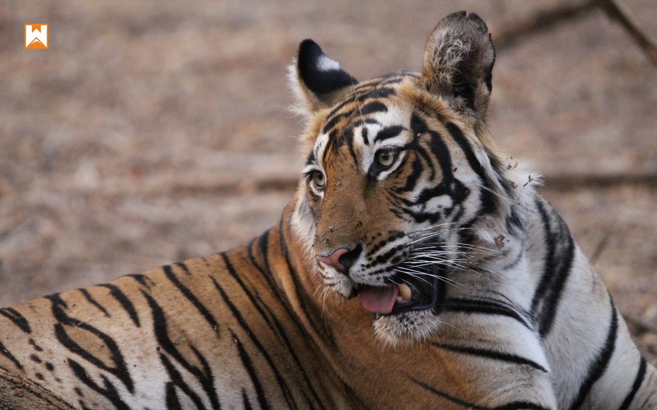 Ranthambore Tiger Safari - Image 1