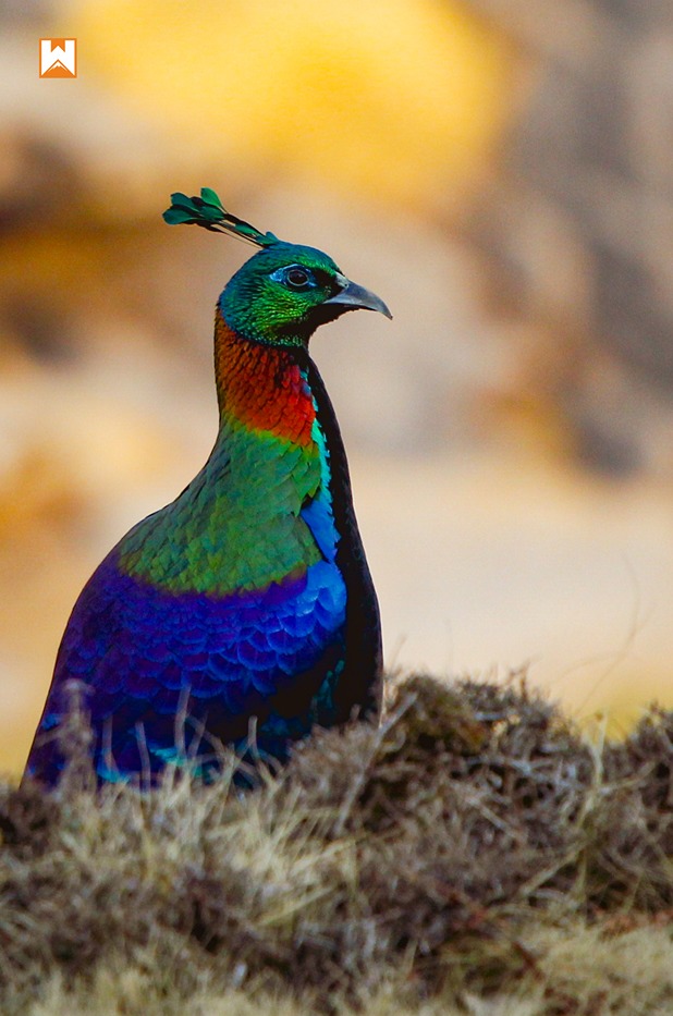 Chopta Birding and Wildlife Tour - Image 7