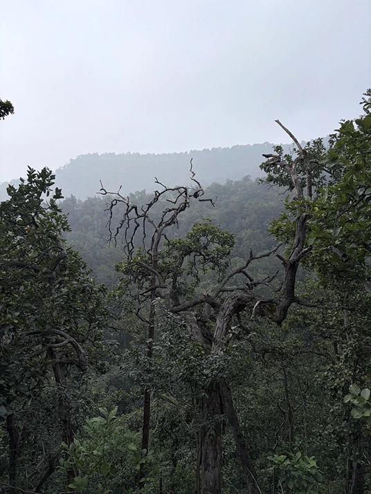Korba Jungle Trek - Image 2