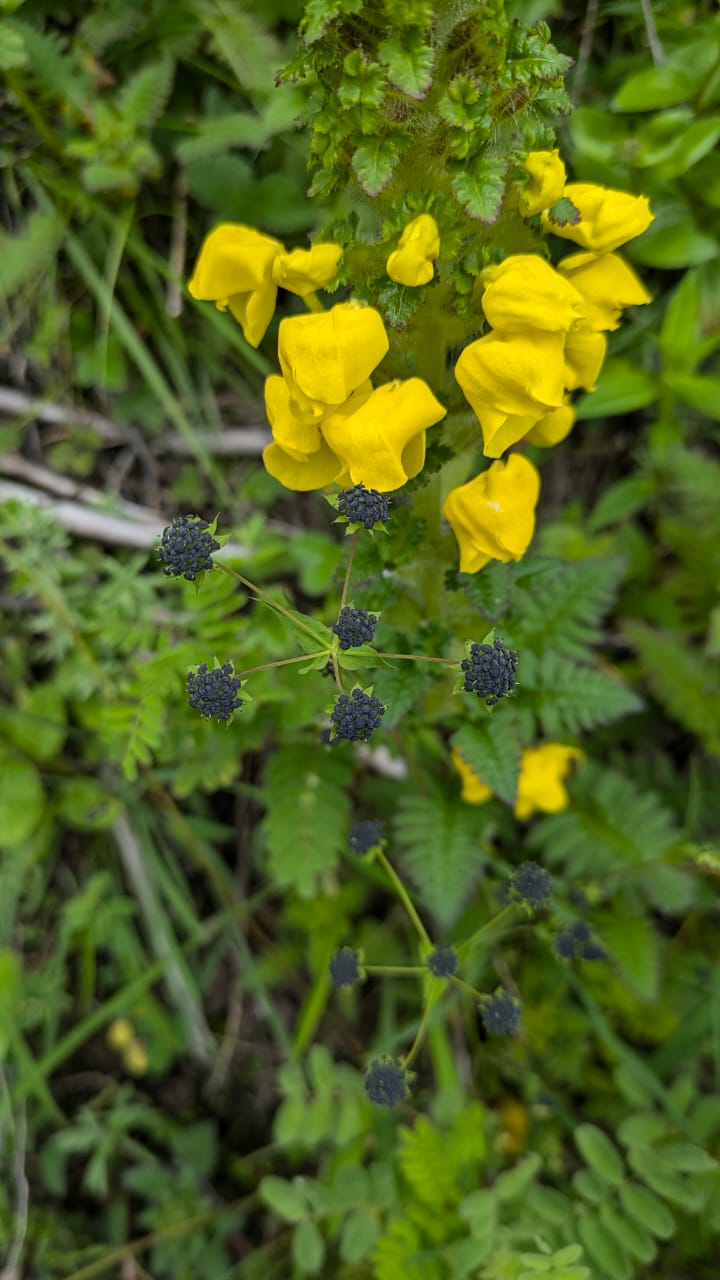 Valley of Flowers Trek - Image 13