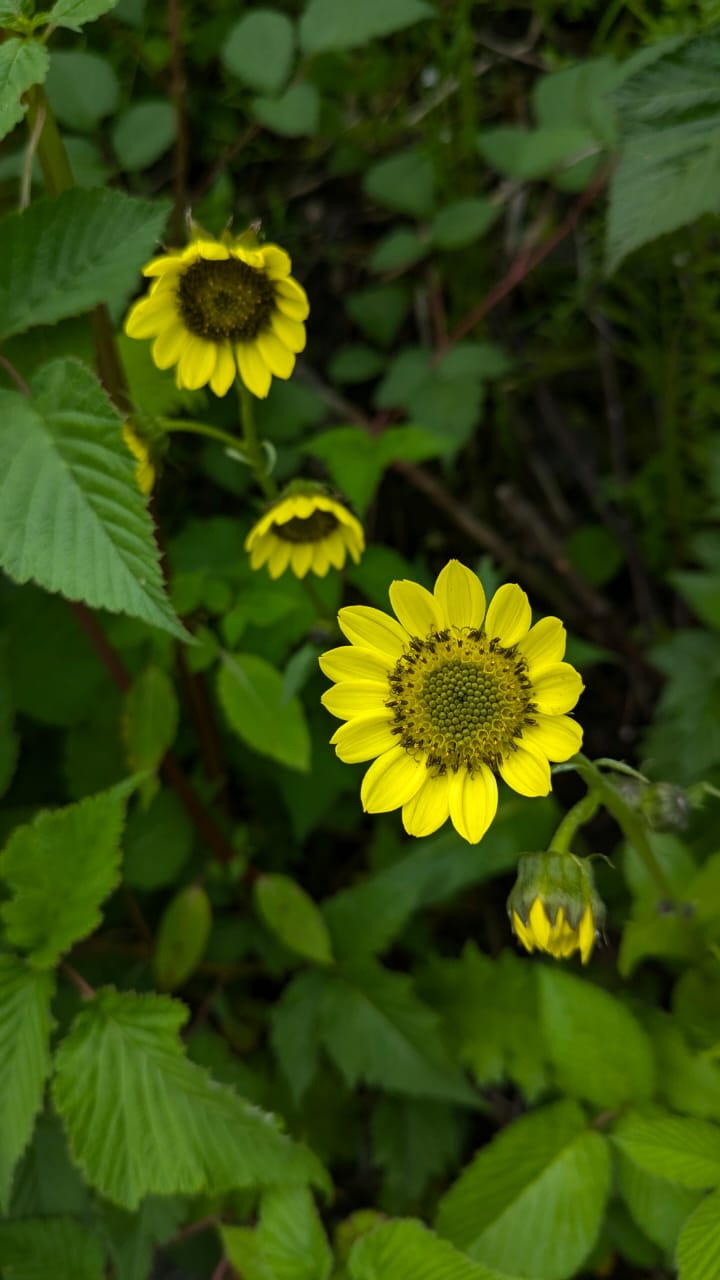 Valley of Flowers Trek - Image 8