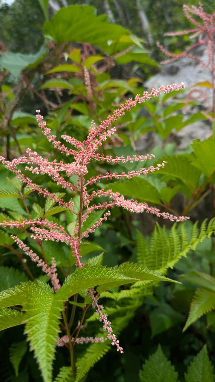 Valley of Flowers Trek - Image 12