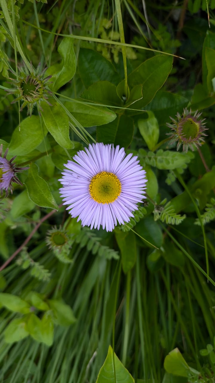 Valley of Flowers Trek - Image 11