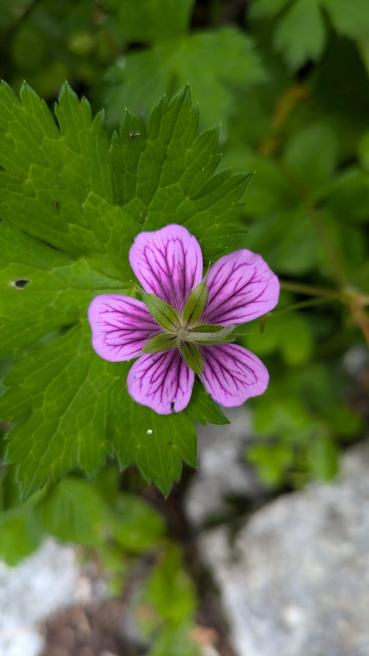 Valley of Flowers Trek - Image 9