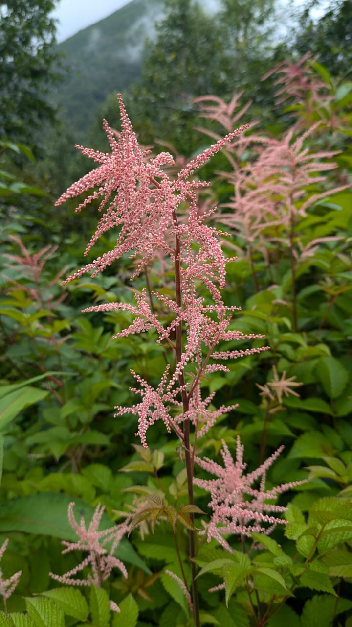 Valley of Flowers Trek - Image 5